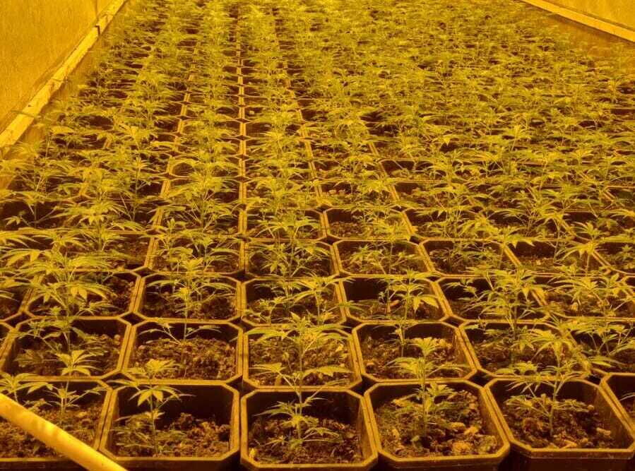 Plantage LR