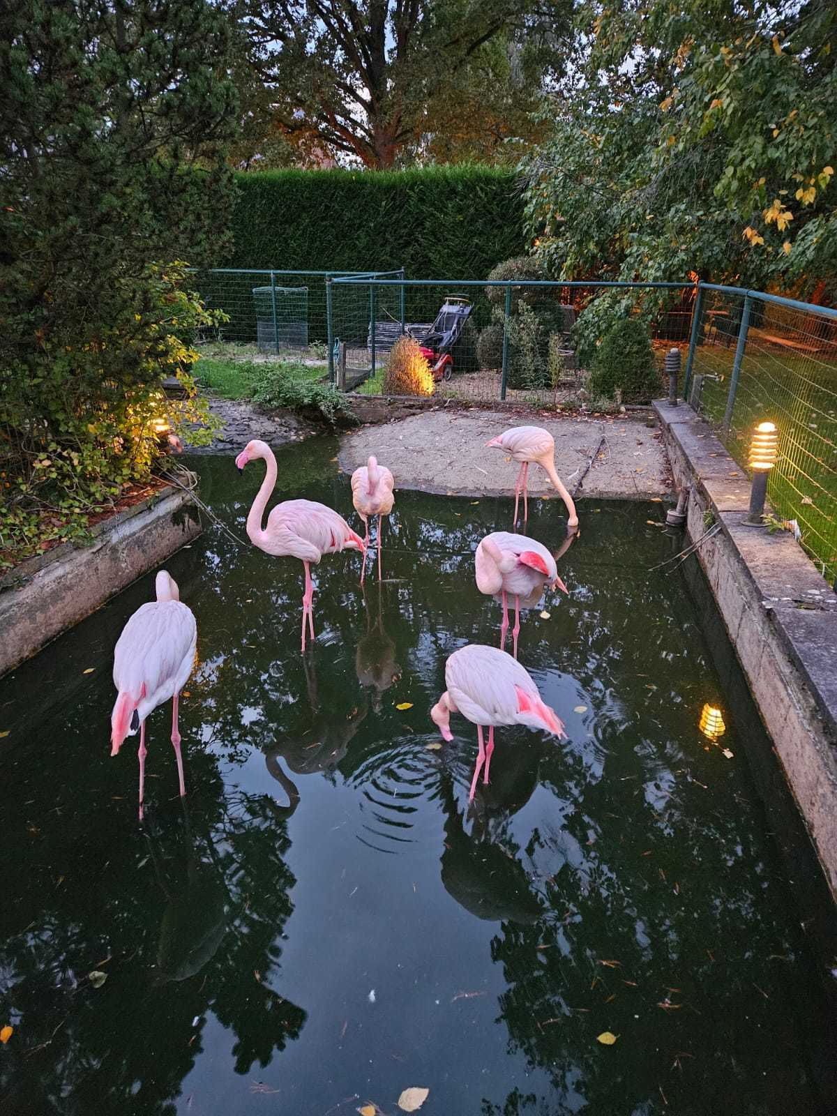 In beslag genomen flamingo's uit de vijver van het Hof van Nazareth in Lier
