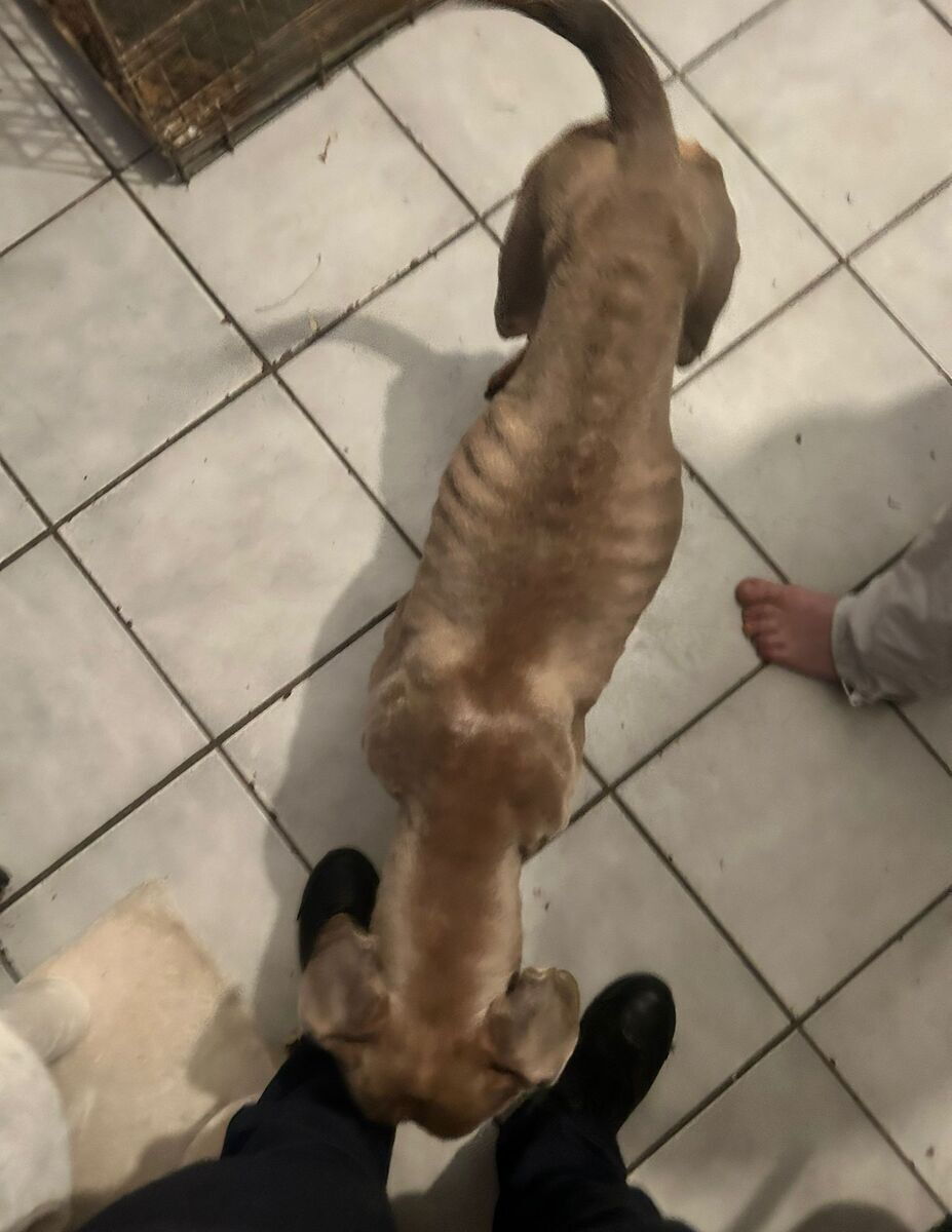 Ondervoede hond Tweemontstraat