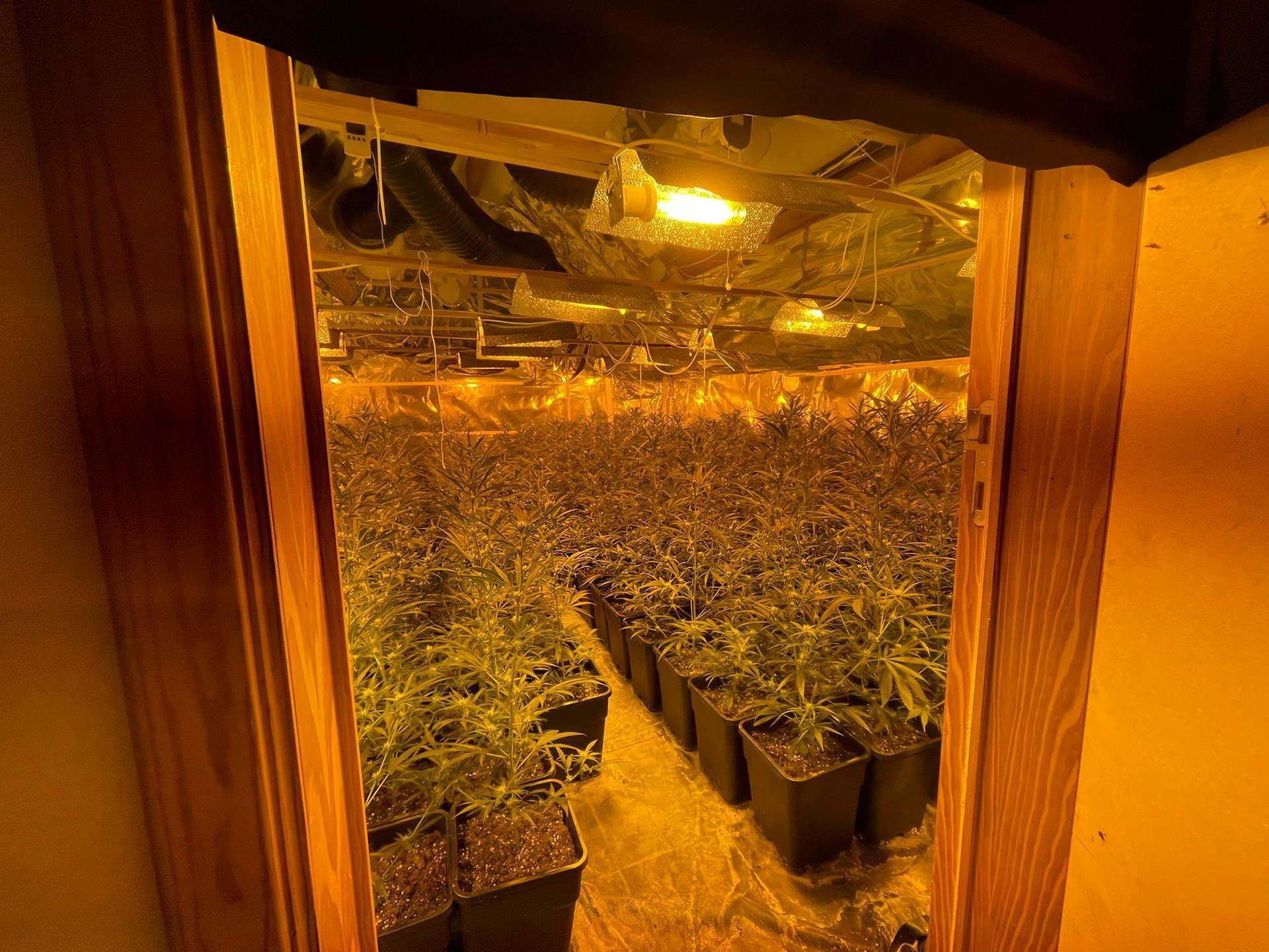 Cannabisplantage actie Vulcan