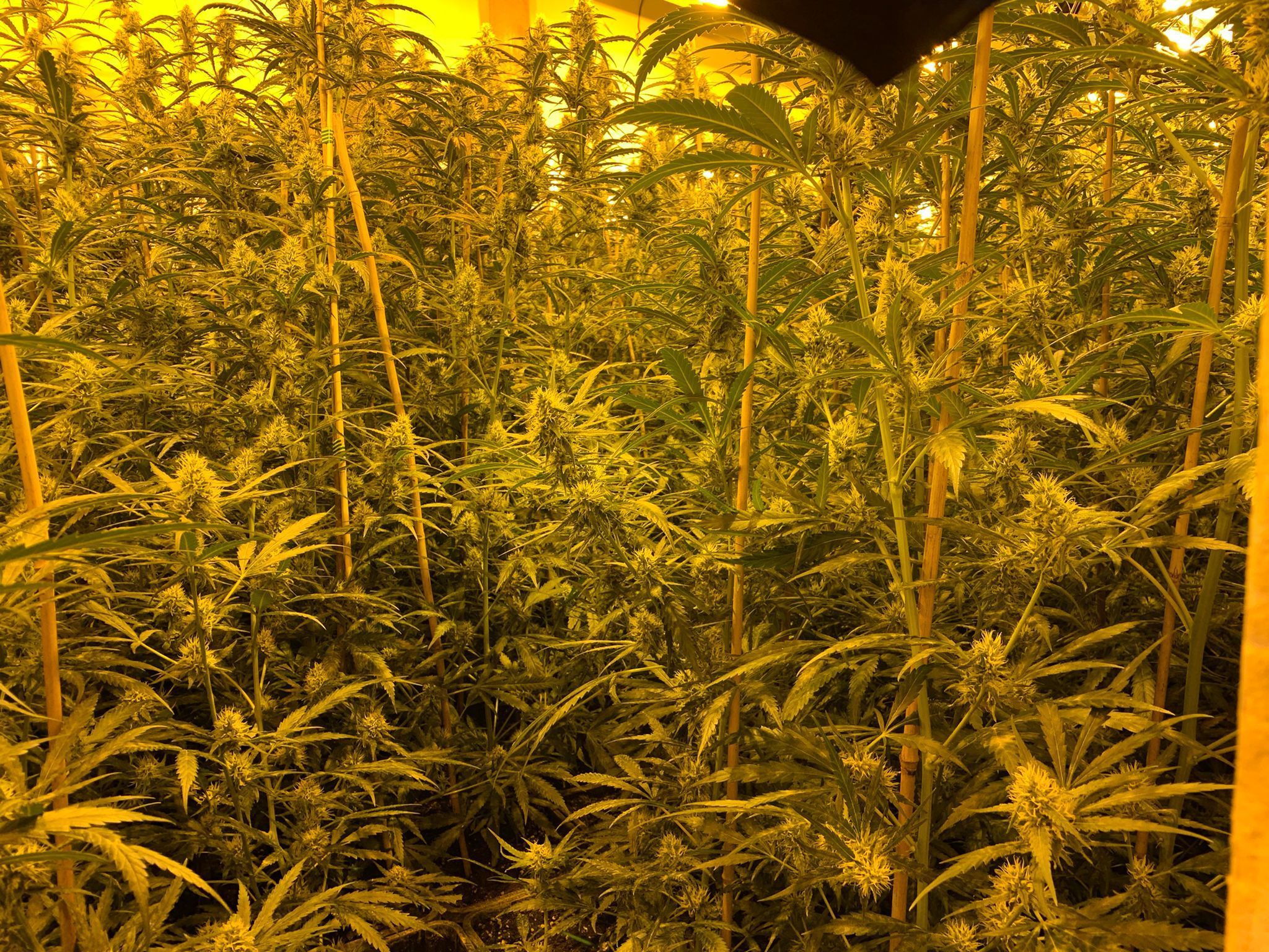 Cannabisplantage actie Vulcan