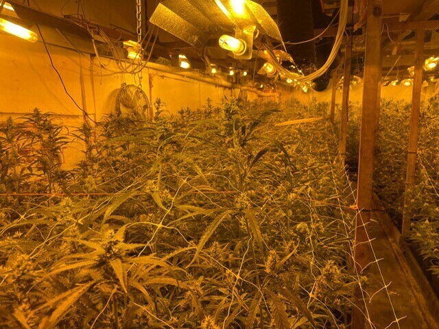 Cannabisplantage Van Cortbeemdelei